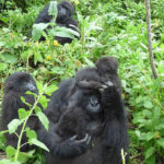 Rwanda Gorillas