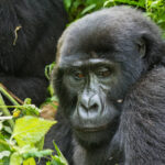 Gorillas of Bwindi