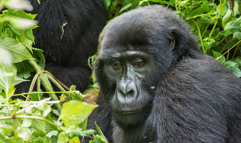 Gorillas of Bwindi